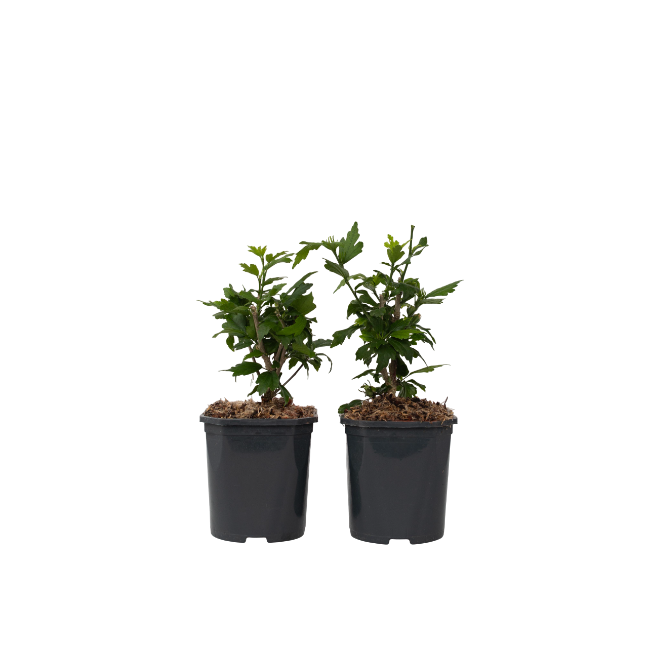 Rose of Sharon - 2 pcs. - Hibiscus 'Oiseau Blue' - Height 25-40cm - ⌀17cm