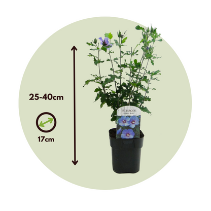 Rose of Sharon - 2 pcs. - Hibiscus 'Oiseau Blue' - Height 25-40cm - ⌀17cm