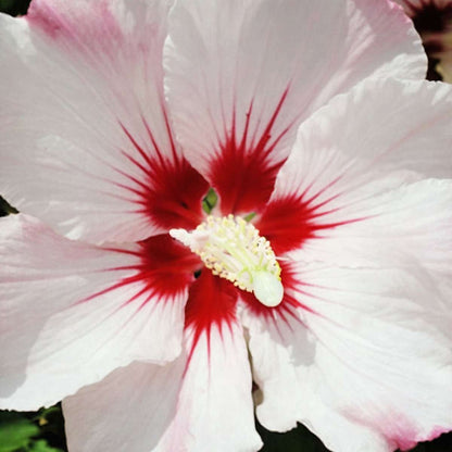 Rose of Sharon - 2 pcs. - Hibiscus syriacus 'Hamabo' - Height 25-40cm - ⌀17cm