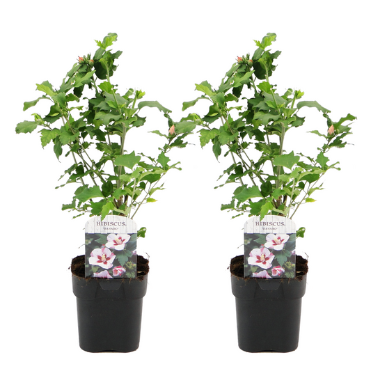 Rose of Sharon - 2 pcs. - Hibiscus syriacus 'Hamabo' - Height 25-40cm - ⌀17cm
