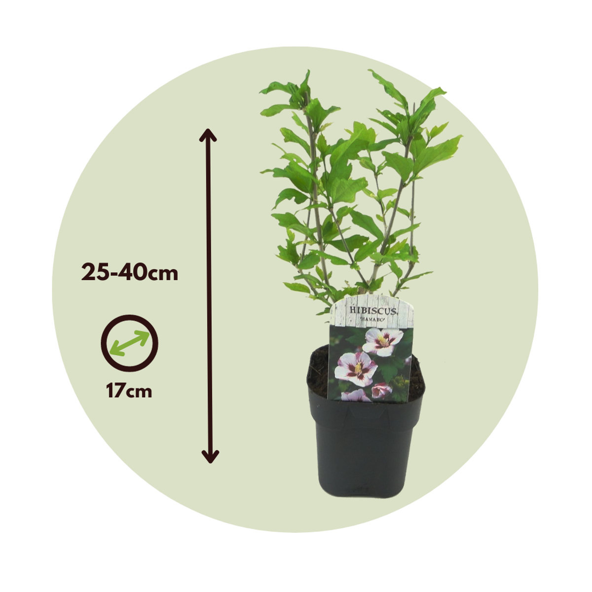 Rose of Sharon - 2 pcs. - Hibiscus syriacus 'Hamabo' - Height 25-40cm - ⌀17cm