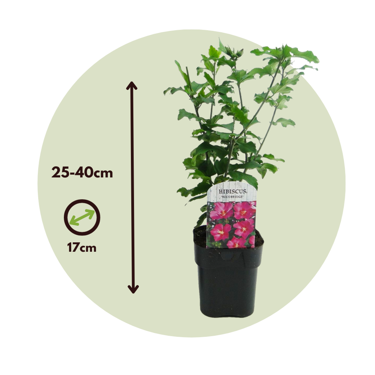 Rose of Sharon - 2 pcs. - Hibiscus 'Woodbridge' - Height 25-40cm - ⌀17cm