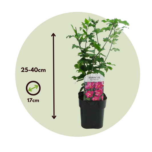 Rose of Sharon - 2 pcs. - Hibiscus 'Woodbridge' - Height 25-40cm - ⌀17cm