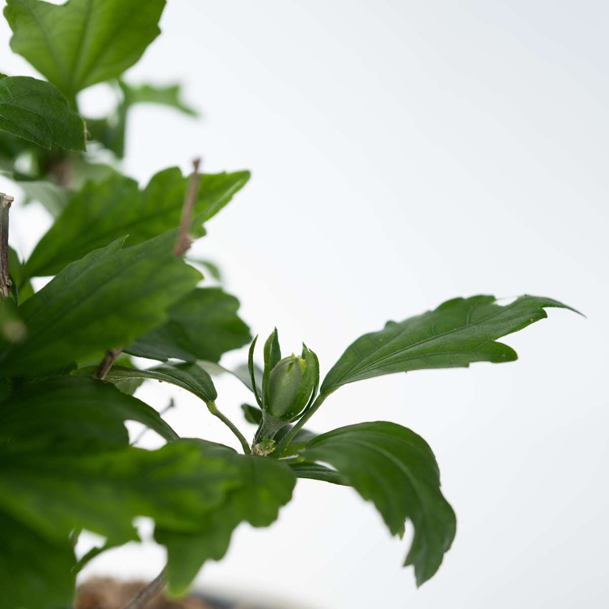 Rose of Sharon - 2 pcs. - Hibiscus 'Woodbridge' - Height 25-40cm - ⌀17cm