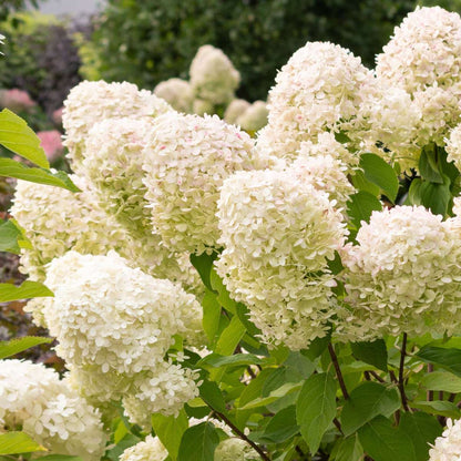 Hortensia - 2 pcs. - Hydrangea paniculata 'Grandiflora' - Height 30-40cm - ⌀17cm