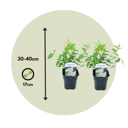 Hortensia - 2 pcs. - Hydrangea paniculata 'Grandiflora' - Height 30-40cm - ⌀17cm