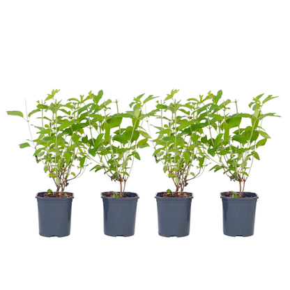 Hortensia - 4 pcs. - Hydrangea paniculata 'Grandiflora' - Height 30-40cm - ⌀17cm