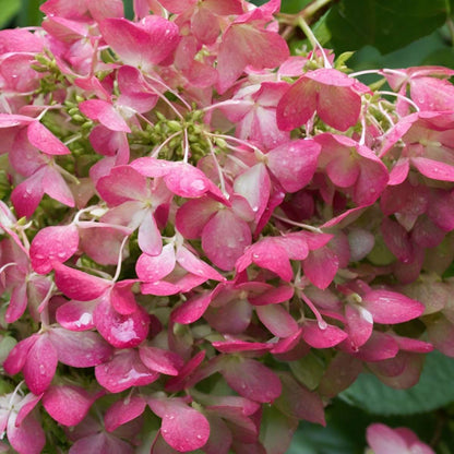 Hortensia - 2 pcs. - Hydrangea paniculata 'Pink Diamond' - H30-40cm - ⌀17cm