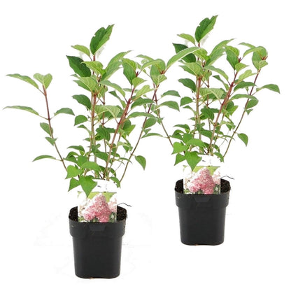 Hortensia - 2 pcs. - Hydrangea paniculata 'Pink Diamond' - H30-40cm - ⌀17cm