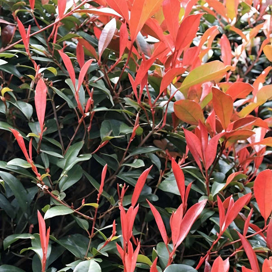 Christmas berry - 6 pcs. - Photinia fraseri 'Red Robin' - Height 30-40cm - ⌀17cm