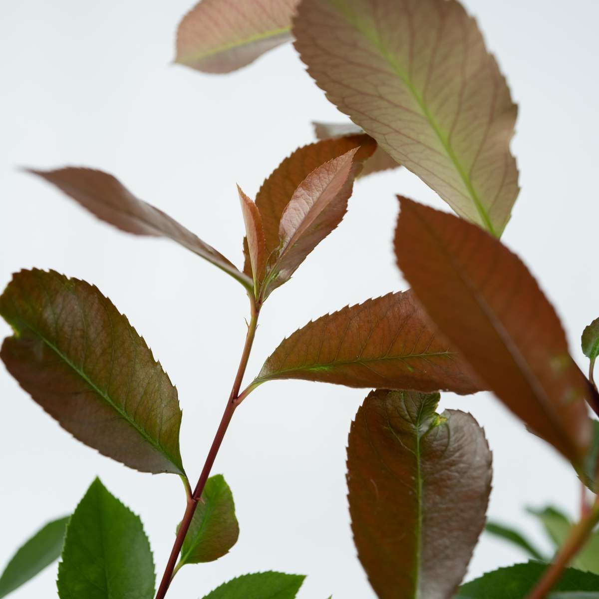 Christmas berry - 2 pcs. - Photinia fraseri 'Red Robin' - Height 30-40cm - ⌀17cm