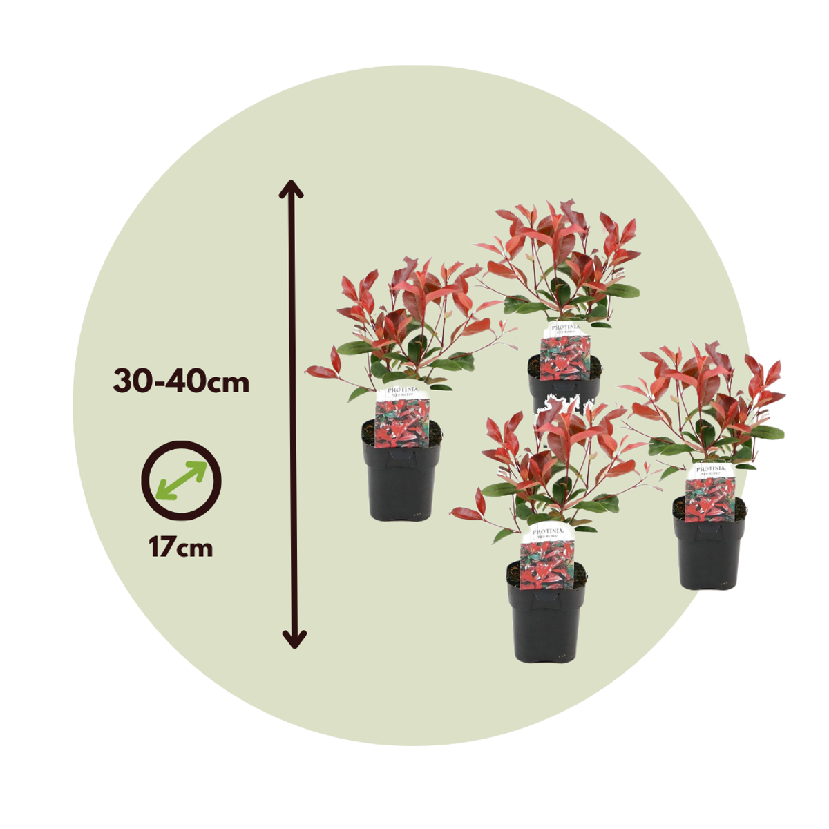 Christmas berry - 6 pcs. - Photinia fraseri 'Red Robin' - Height 30-40cm - ⌀17cm