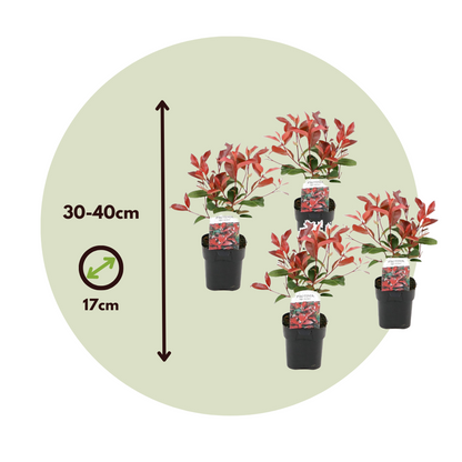Christmas berry - 6 pcs. - Photinia fraseri 'Red Robin' - Height 30-40cm - ⌀17cm