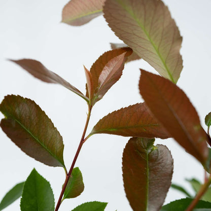Christmas berry - 6 pcs. - Photinia fraseri 'Red Robin' - Height 30-40cm - ⌀17cm