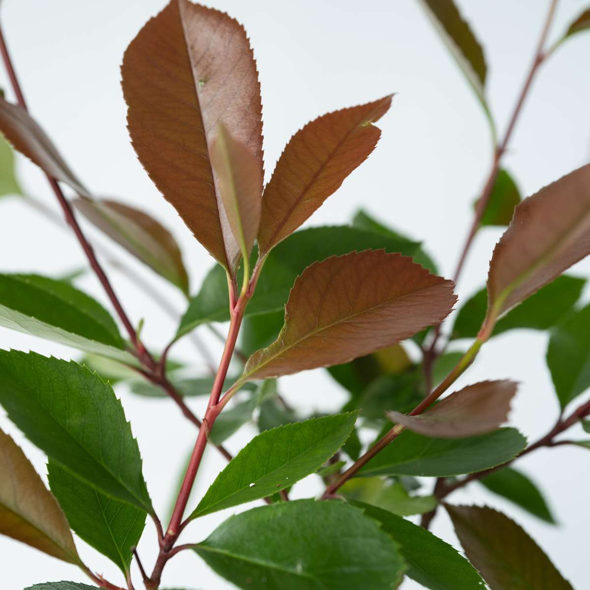 Christmas berry - 6 pcs. - Photinia fraseri 'Red Robin' - Height 30-40cm - ⌀17cm