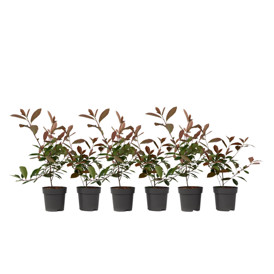 Christmas berry - 6 pcs. - Photinia fraseri 'Red Robin' - Height 30-40cm - ⌀17cm