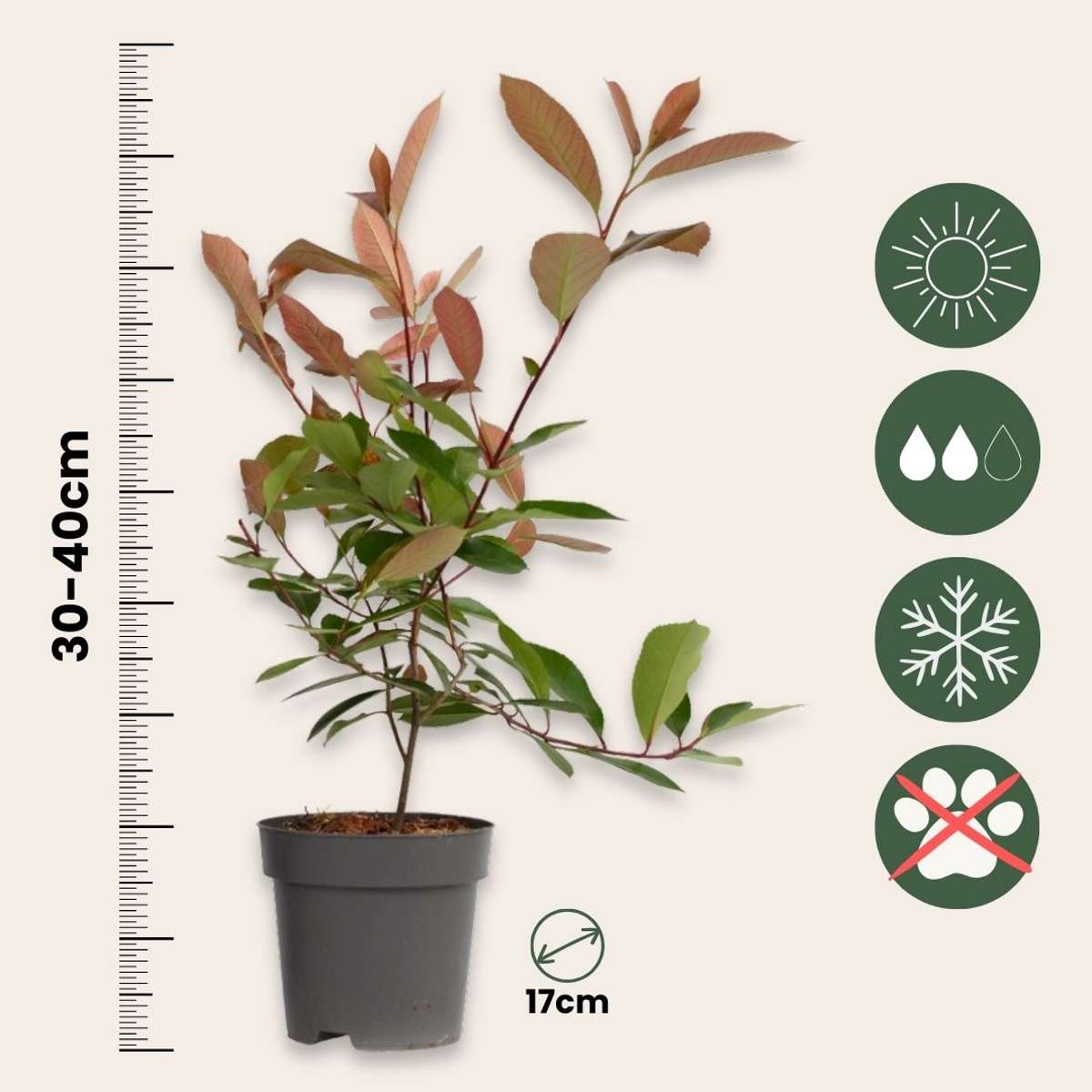 Christmas berry - 6 pcs. - Photinia fraseri 'Red Robin' - Height 30-40cm - ⌀17cm