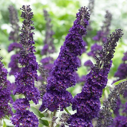Summer lilac - 4 pcs. - Buddleja davidii 'Black Knight' - Height 30-40cm - ⌀17cm