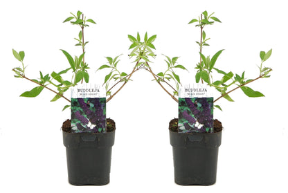 Summer lilac - 2 pcs. - Buddleja davidii 'Black Knight' - Height 30-40cm - ⌀17cm