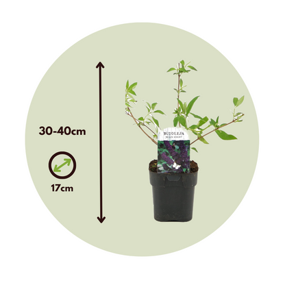 Summer lilac - 4 pcs. - Buddleja davidii 'Black Knight' - Height 30-40cm - ⌀17cm