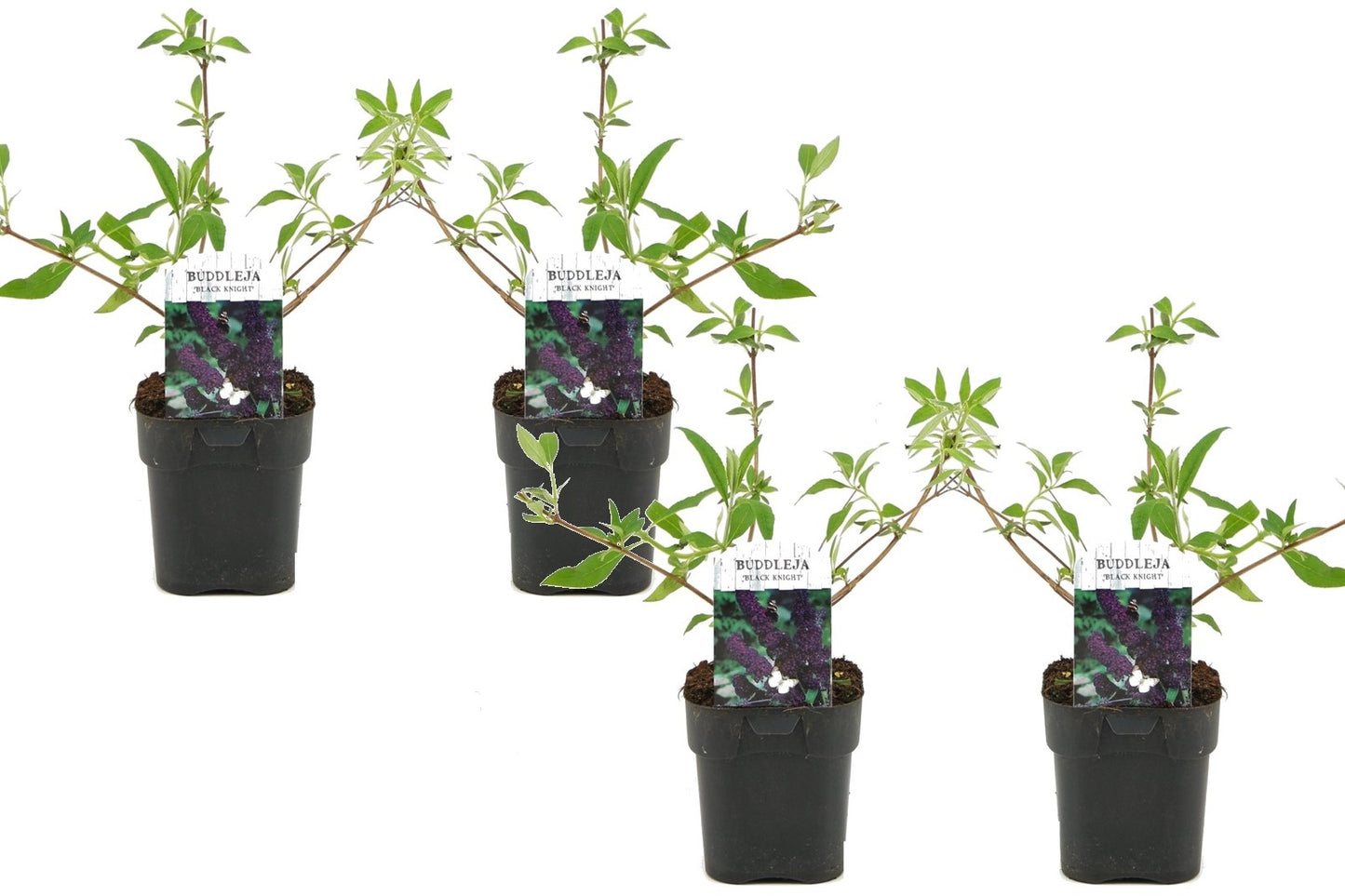 Summer lilac - 4 pcs. - Buddleja davidii 'Black Knight' - Height 30-40cm - ⌀17cm