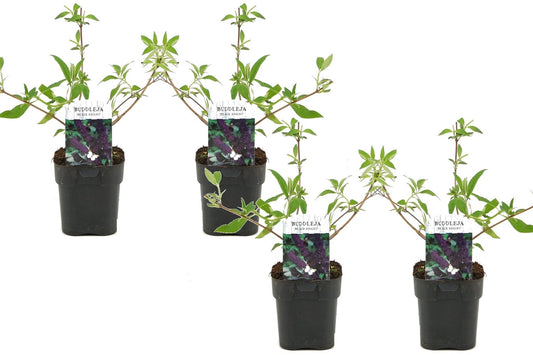 Summer lilac - 4 pcs. - Buddleja davidii 'Black Knight' - Height 30-40cm - ⌀17cm