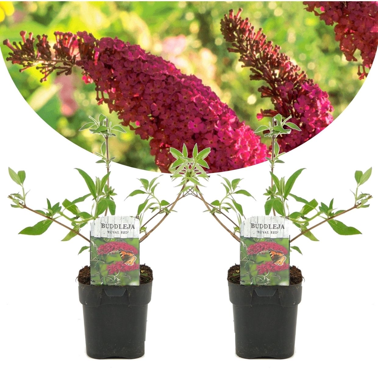 Summer lilac - 2 pcs. - Buddleja davidii 'Royal Red' - Height 30-40cm - ⌀17cm