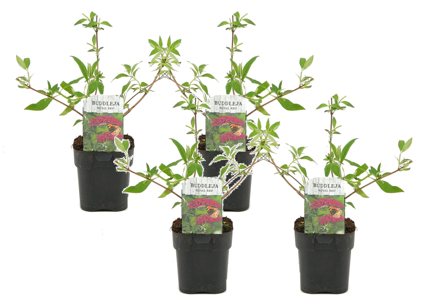 Summer lilac - 4 pcs. - Buddleja davidii 'Royal Red' - Height 30-40cm - ⌀17cm