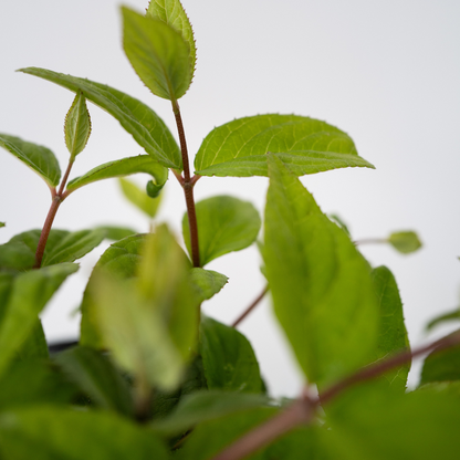 Japanese snow flower - 2 pcs. - Deutzia 'Strawberry Fields' - H25-40cm - ⌀17cm