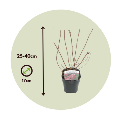 Japanese snow flower - 2 pcs. - Deutzia 'Strawberry Fields' - H25-40cm - ⌀17cm