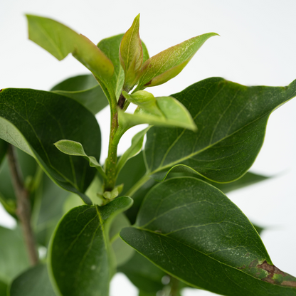 Japanese snow flower - 4 pcs. - Deutzia 'Strawberry Fields' - H25-40cm - ⌀17cm