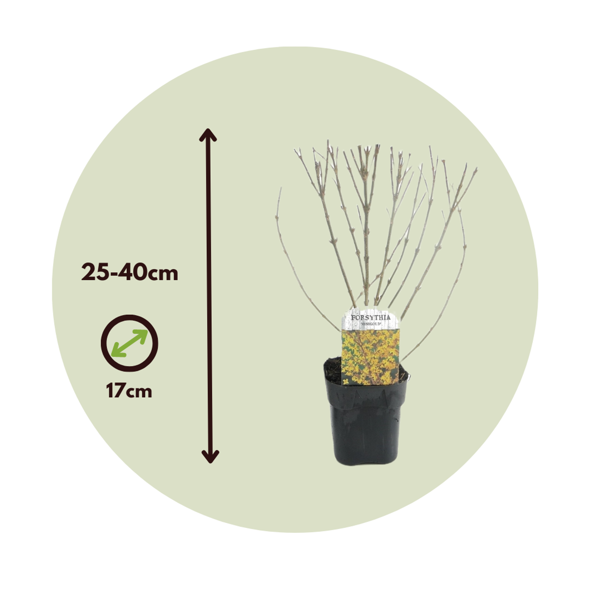 Golden Bells - 2 pcs. - Forsythia intermedia 'Minigold' - Height 25-40cm - ⌀17cm