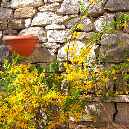 Golden Bells - 4 pcs. - Forsythia intermedia 'Minigold' - Height 25-40cm - ⌀17cm