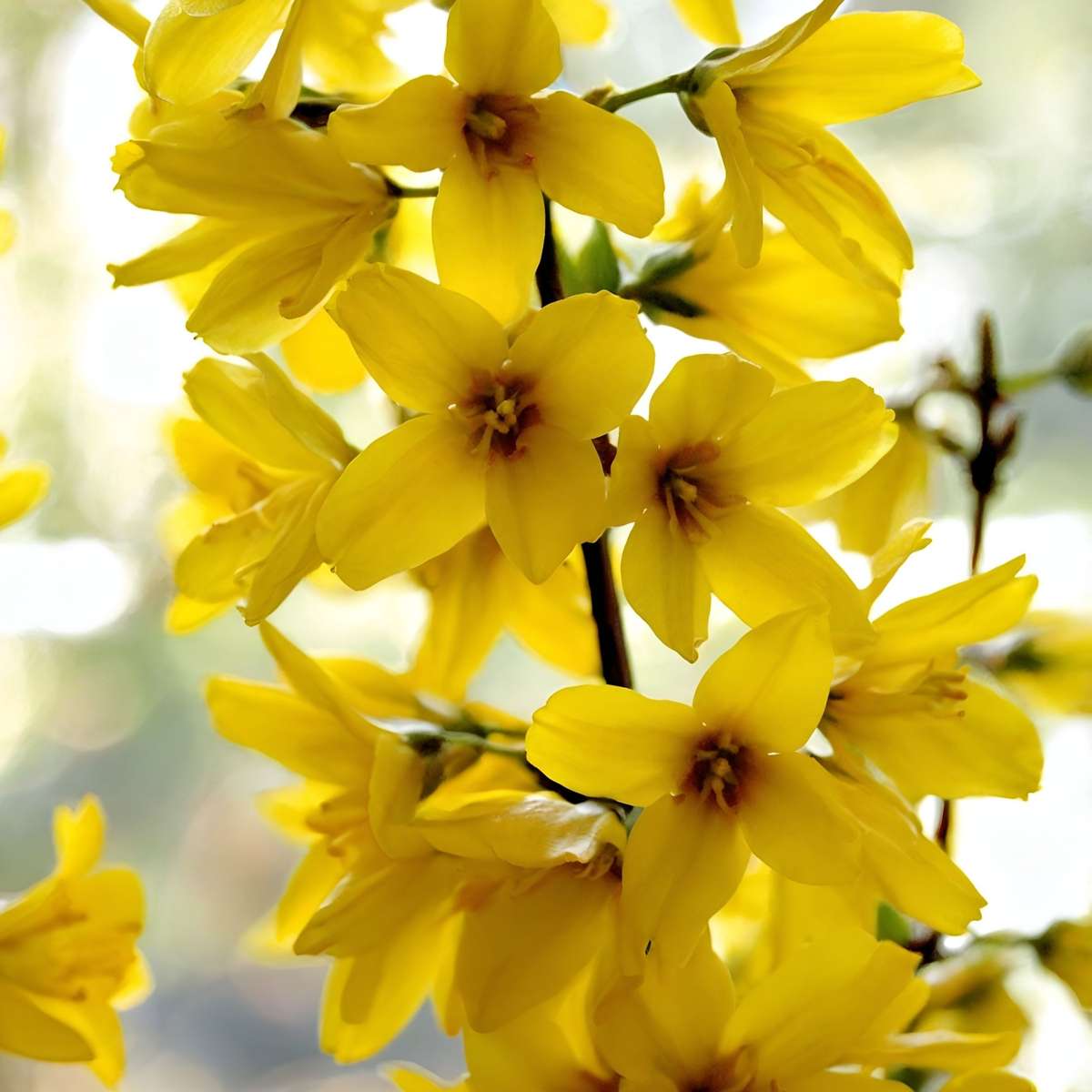 Golden Bells - 4 pcs. - Forsythia intermedia 'Minigold' - Height 25-40cm - ⌀17cm