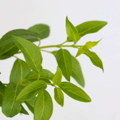 Golden Bells - 4 pcs. - Forsythia intermedia 'Minigold' - Height 25-40cm - ⌀17cm