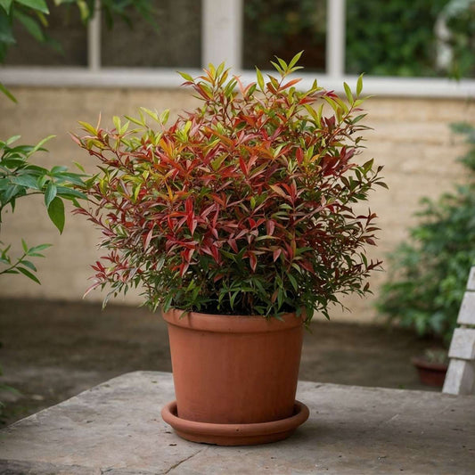 Heavenly Bamboo - 2 pcs. - Nandina domestica 'gulfstream' - H25-40cm - ⌀17cm
