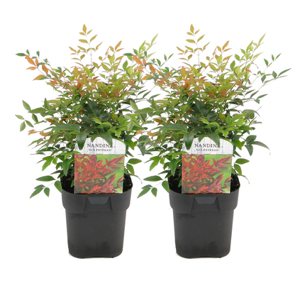 Heavenly Bamboo - 2 pcs. - Nandina domestica 'gulfstream' - H25-40cm - ⌀17cm