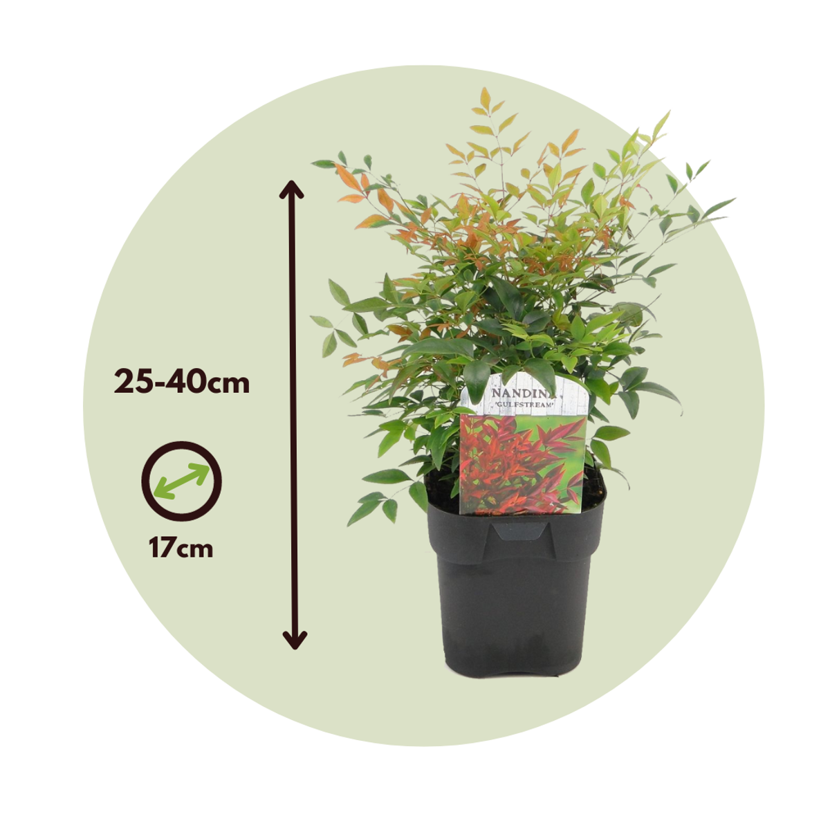 Heavenly Bamboo - 2 pcs. - Nandina domestica 'gulfstream' - H25-40cm - ⌀17cm