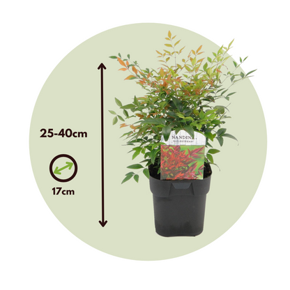Heavenly Bamboo - 2 pcs. - Nandina domestica 'gulfstream' - H25-40cm - ⌀17cm