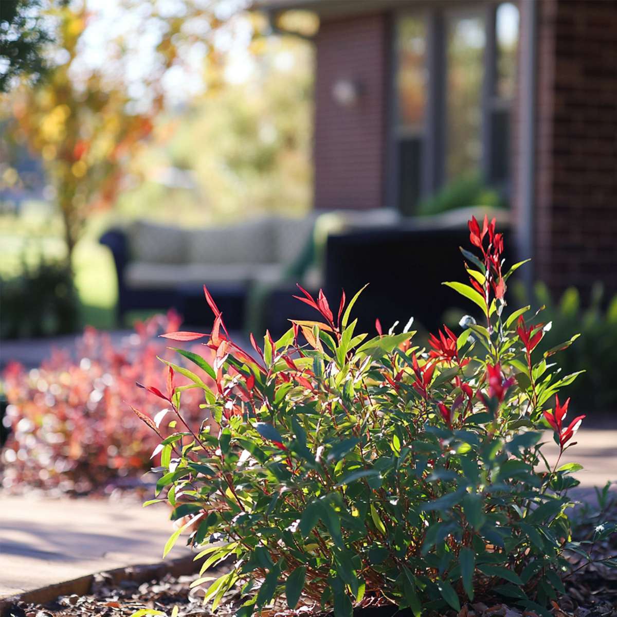 Heavenly Bamboo - 3 pcs. - Nandina domestica - Height 25-40cm - ⌀17cm
