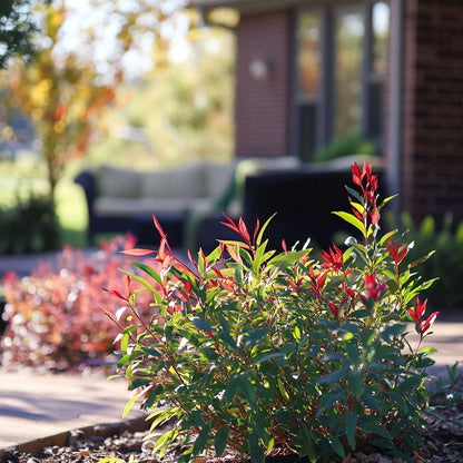 Heavenly Bamboo - 3 pcs. - Nandina domestica - Height 25-40cm - ⌀17cm