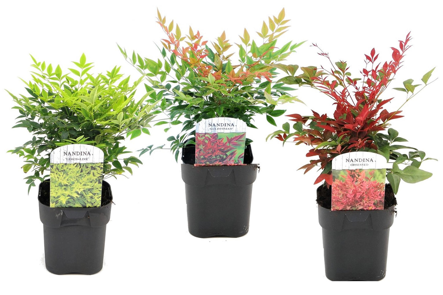 Heavenly Bamboo - 3 pcs. - Nandina domestica - Height 25-40cm - ⌀17cm