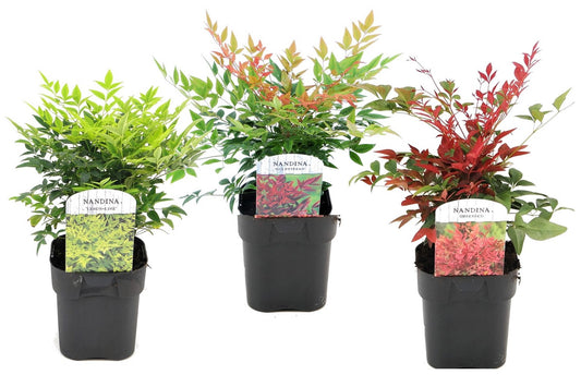 Heavenly Bamboo - 3 pcs. - Nandina domestica - Height 25-40cm - ⌀17cm