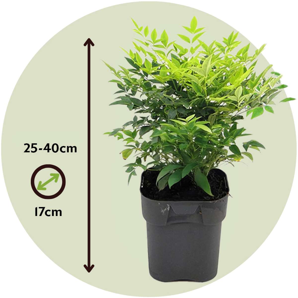 Heavenly Bamboo - 3 pcs. - Nandina domestica - Height 25-40cm - ⌀17cm