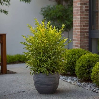 Heavenly Bamboo - 2 pcs. - Nandina domestica 'lemon Lime' - H25-40cm - ⌀17cm