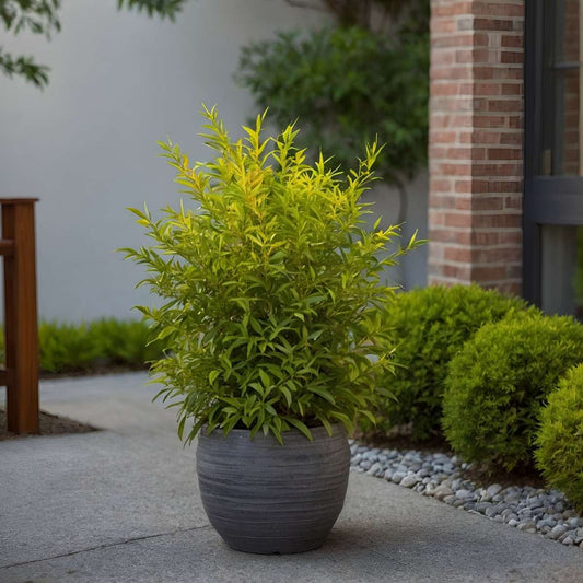 Heavenly Bamboo - 2 pcs. - Nandina domestica 'lemon Lime' - H25-40cm - ⌀17cm