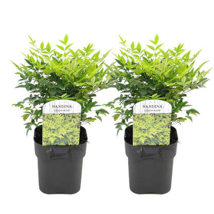 Heavenly Bamboo - 2 pcs. - Nandina domestica 'lemon Lime' - H25-40cm - ⌀17cm
