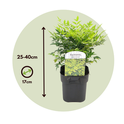 Heavenly Bamboo - 2 pcs. - Nandina domestica 'lemon Lime' - H25-40cm - ⌀17cm