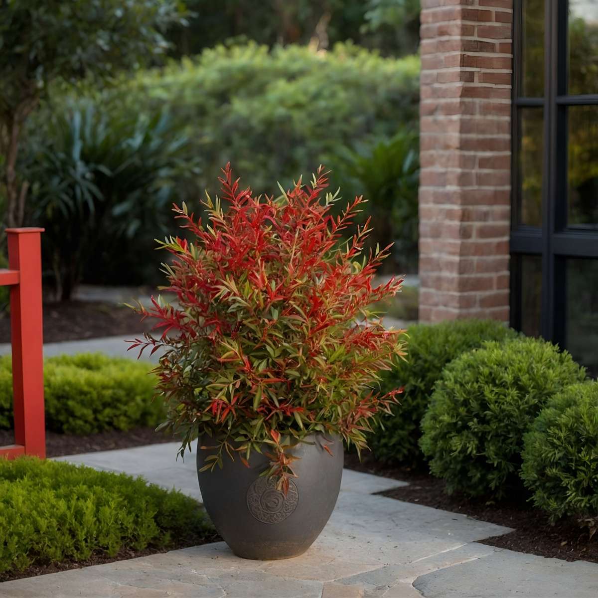 Heavenly Bamboo - 2 pcs. - Nandina domestica 'obsessed' - Height 25-40cm - ⌀17cm