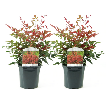 Heavenly Bamboo - 2 pcs. - Nandina domestica 'obsessed' - Height 25-40cm - ⌀17cm
